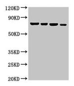 NFE2L3 Antibody in Western Blot (WB)