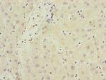 SAMM50 Antibody in Immunohistochemistry (Paraffin) (IHC (P))