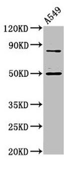 LRRFIP2 Antibody in Western Blot (WB)