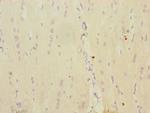 MRPS16 Antibody in Immunohistochemistry (Paraffin) (IHC (P))