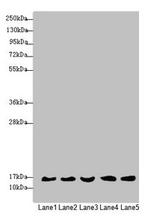 MRPS16 Antibody in Western Blot (WB)