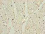 MRPS16 Polyclonal Antibody