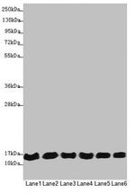 MRPS16 Antibody in Western Blot (WB)