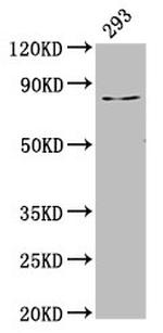 LAS1L Antibody in Western Blot (WB)
