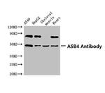 ASB4 Polyclonal Antibody
