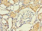 LRCH1 Antibody in Immunohistochemistry (Paraffin) (IHC (P))