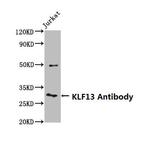 RFLAT-1 Antibody in Western Blot (WB)
