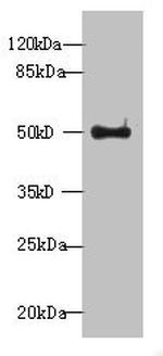 WDR37 Antibody in Western Blot (WB)
