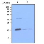 DksA Antibody in Western Blot (WB)