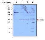 CXXC4 Antibody in Western Blot (WB)
