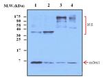 GLRX Antibody in Western Blot (WB)