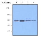 TrxR1/TrxR2 Antibody in Western Blot (WB)