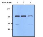 NOC2L Antibody in Western Blot (WB)