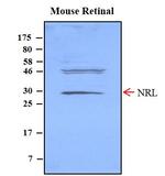 NRL Antibody in Western Blot (WB)