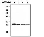 PRDX6 Antibody in Western Blot (WB)