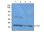 PRDX3 Antibody in Western Blot (WB)