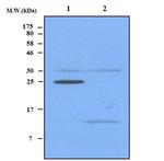 RPLA/Ribosomal Protein L1 Antibody in Western Blot (WB)