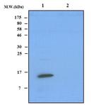 RPL11/Ribosomal Protein 11 Antibody in Western Blot (WB)