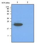 FeSOD Antibody in Western Blot (WB)