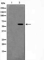Phospho-MAPK15 (Thr175, Tyr177) Polyclonal Antibody