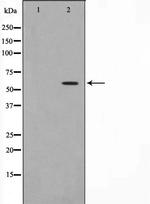 Phospho-HBP1 (Ser402) Polyclonal Antibody