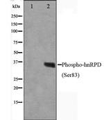 Phospho-hnRNP D (Ser83) Antibody in Western Blot (WB)