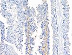Phospho-eNOS (Ser615) Polyclonal Antibody