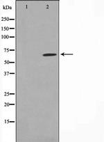 Phospho-PAK3 (Ser154) Antibody in Western Blot (WB)