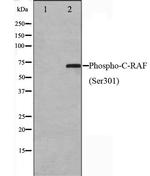 Phospho-C-RAF (Ser301) Antibody in Western Blot (WB)