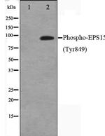 Phospho-EPS15 (Tyr849) Antibody in Western Blot (WB)