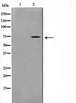 Phospho-GAB2 (Tyr452) Polyclonal Antibody