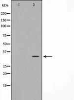 C/EBP epsilon Antibody in Western Blot (WB)