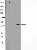 GNAZ Antibody in Western Blot (WB)