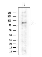GAB2 Antibody in Western Blot (WB)