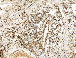 Cyclin A Polyclonal Antibody