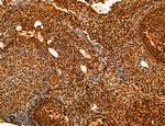 Cyclin A Antibody in Immunohistochemistry (Paraffin) (IHC (P))