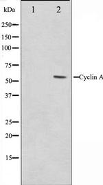 Cyclin A Antibody in Western Blot (WB)
