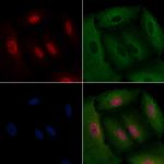 Cyclin G1 Polyclonal Antibody