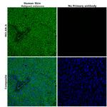 Melan-A Polyclonal Antibody