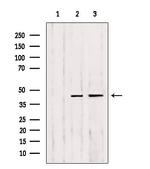MMP23 Antibody in Western Blot (WB)