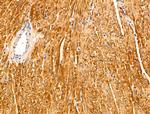 ANO9 Antibody in Immunohistochemistry (Paraffin) (IHC (P))