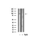 ANO9 Antibody in Western Blot (WB)