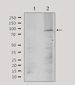 ANO9 Antibody in Western Blot (WB)