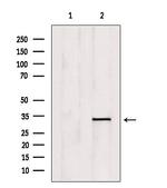 OVOL1 Polyclonal Antibody