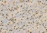KLF11 Antibody in Immunohistochemistry (Paraffin) (IHC (P))