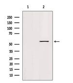 KLF11 Antibody in Western Blot (WB)