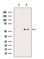 KLF11 Antibody in Western Blot (WB)