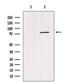 MID1 Antibody in Western Blot (WB)