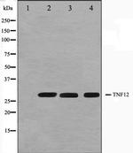 TWEAK Antibody in Western Blot (WB)