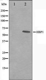 HBP1 Polyclonal Antibody